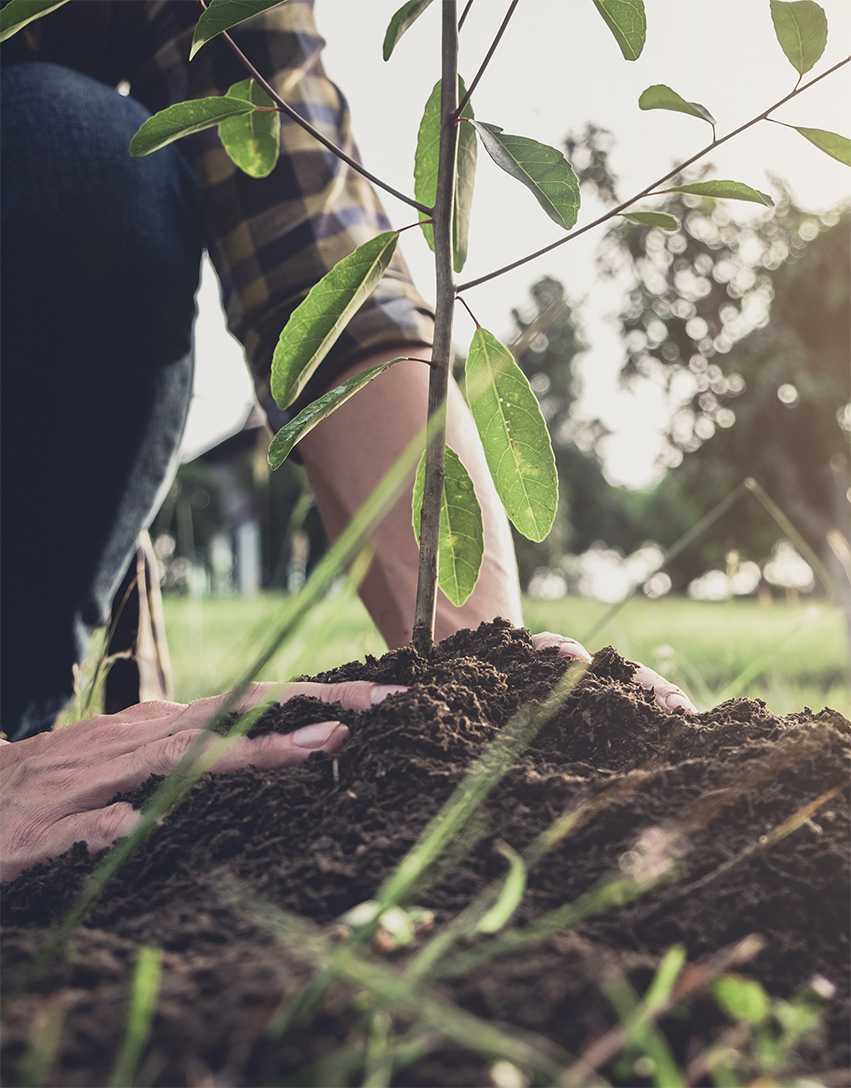 Plant-a-tree