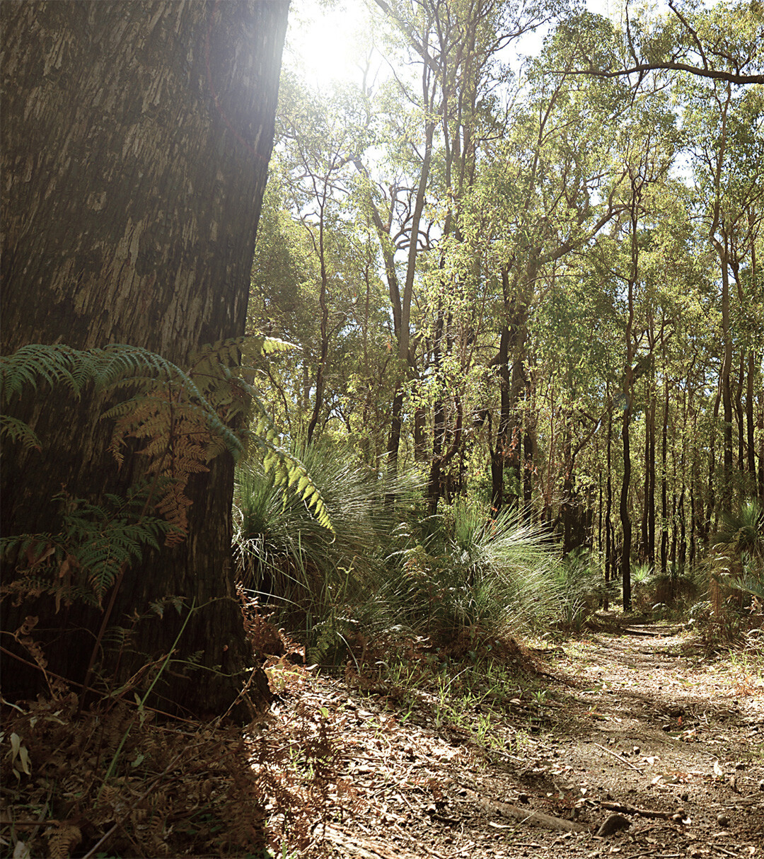 Sustainability-B-Corp-Certification-Page-rainforrest