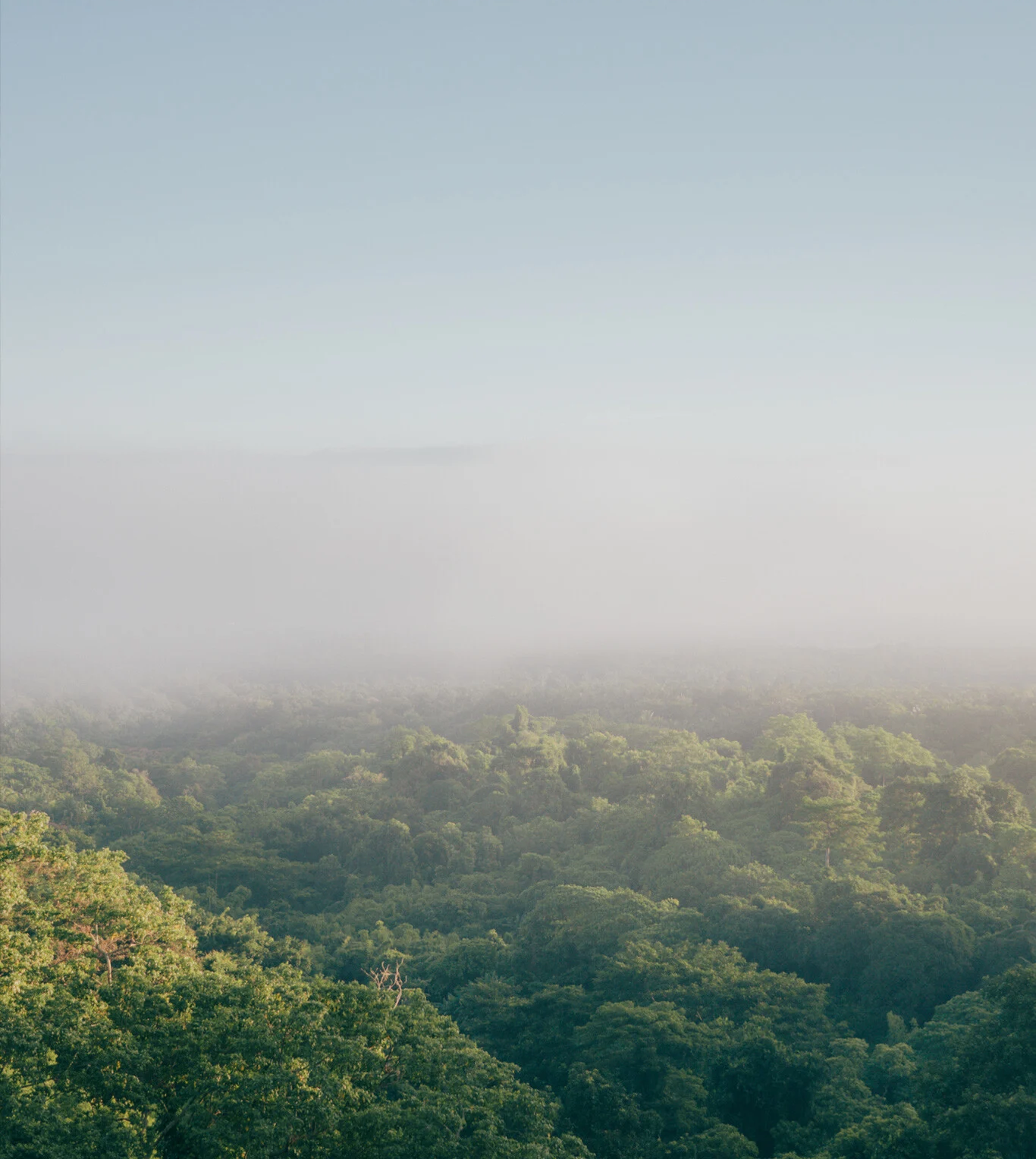 Sustainability-Overview-Landing-Page-environment-sky-tree-tops