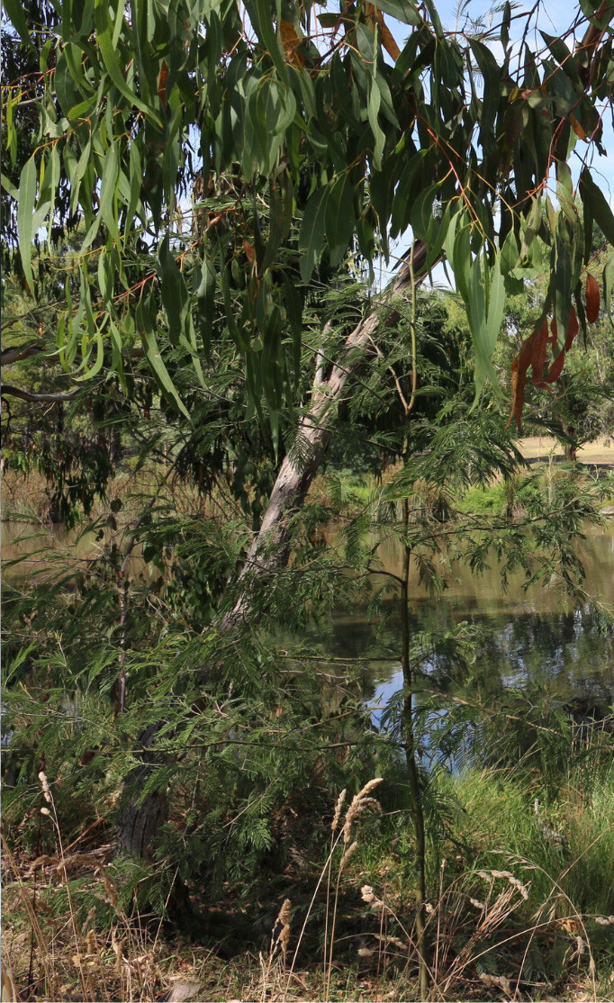 tree-planting-australiana-gumtree-sustainability